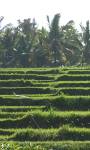 Multi centre holidays to Bali beaches and Ubud