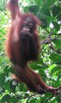 Touring holidays to Malaysia, tours of Borneo