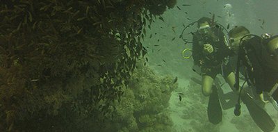 Diving in the Red Sea (Photography by Ez Brown)