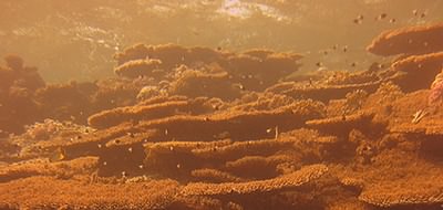 Diving in the Red Sea (Photography by Ez Brown)