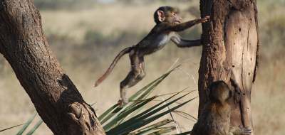 Safari holidays to Kenya and Tanzania - leaping baby baboon photo taken by Joan Davis