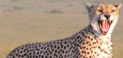 Safari holidays to Kenya - Leopard Safari